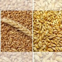 Зерно пшеница и ячмень