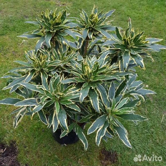 Рододендрон вариегатум