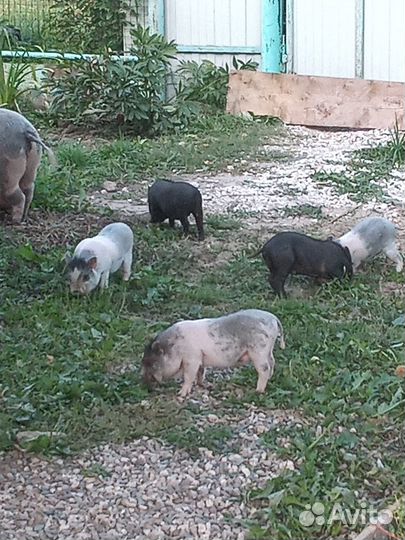 Продам Вьетнамских поросят
