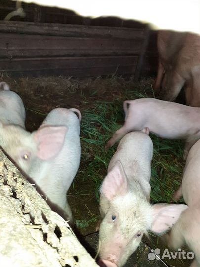 Поросята ландрас