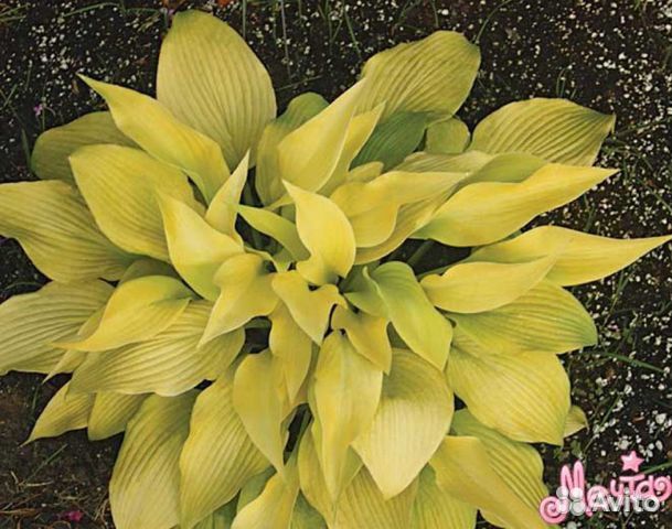 Хосты - растения для тени и полутени