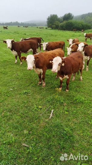 Нетели герефорда