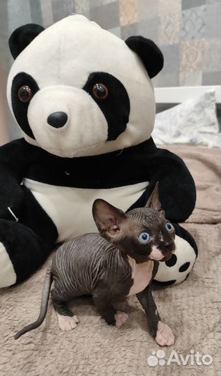 Канадский сфинкс