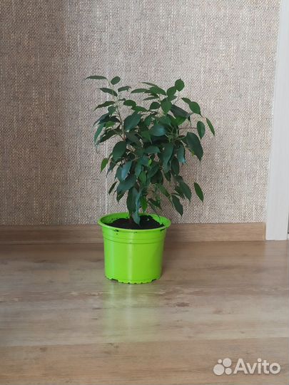 Фикусы бенджамина