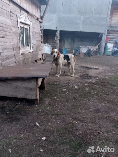 Русская пегая гончая