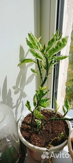 Комнатные растения