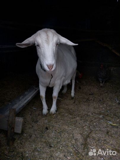 Коза дойная молочная