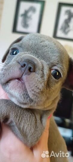 Лиловый французский бульдог