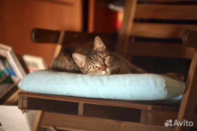 Полосатая самодостаточная Рокси