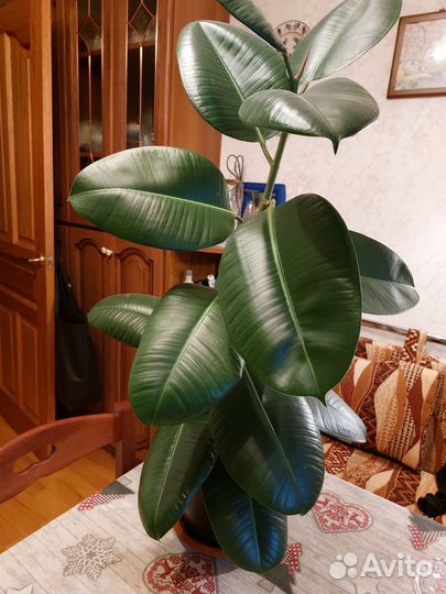 Фикус Эластика Робуста