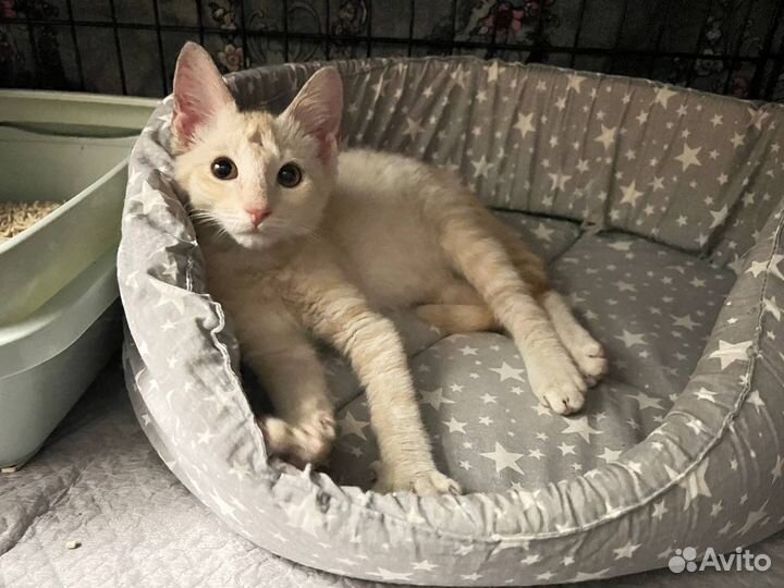 Пеппи (котёнок, 3 месяца)