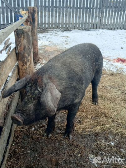 Хряк на племя дюрок