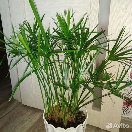 Циперус папирус