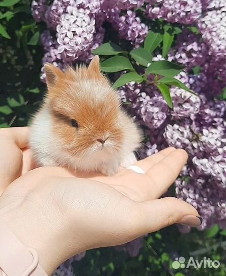 Карликовые крольчата