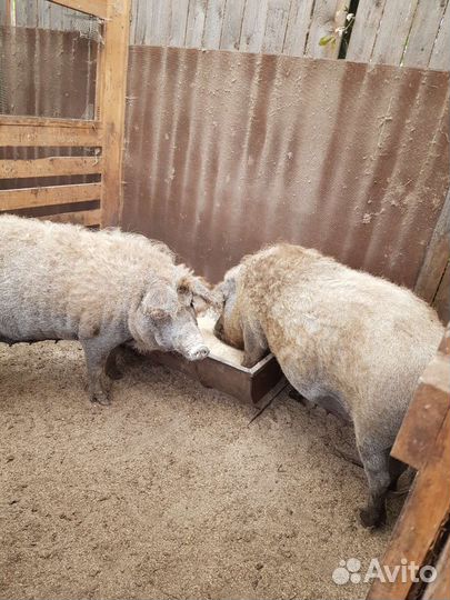 Мясо свинина Венгерская монгалица