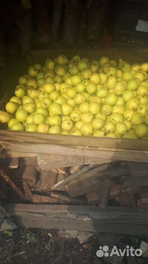 Груша ранняя