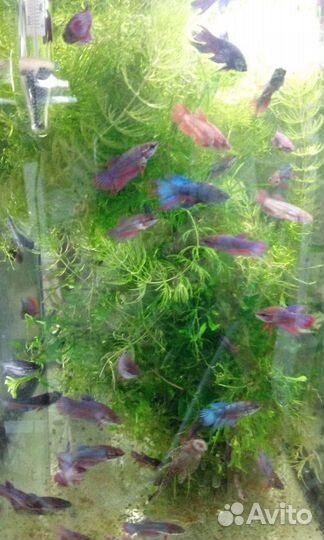 Рыба петушок