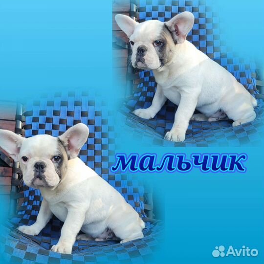 Французский бульдог