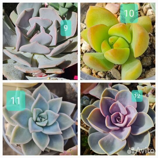 Каланхоэ, оттона, суккуленты, кактусы