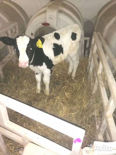 Бычки молочные