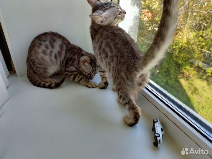 Бенгальский котенок