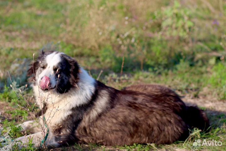 Ищет дом замечательная Собака Герда