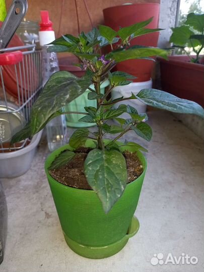 Перец комнатный острый