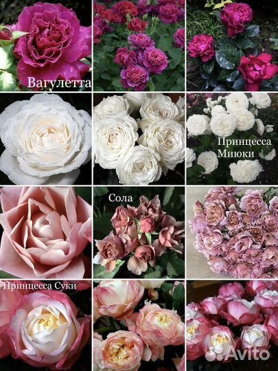 Розы Алтайские морозостойкие