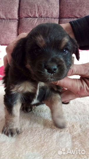 Щенок в добрые руки