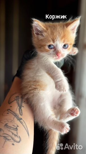 Кошка в дар бесплатно