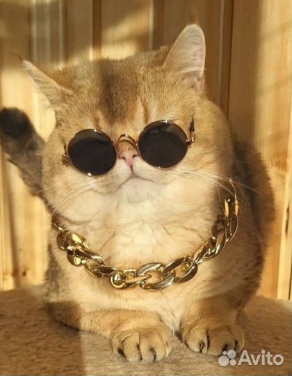 Шотландский кот вязка