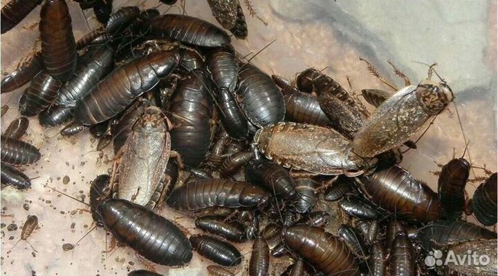 Мраморные тараканы