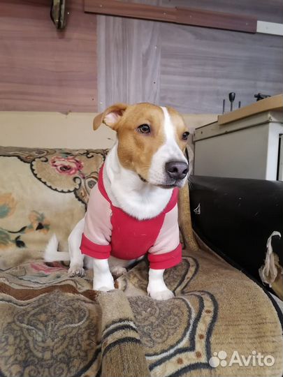 Вязка собак джек рассел