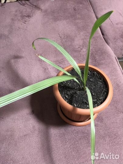 Финиковая пальма