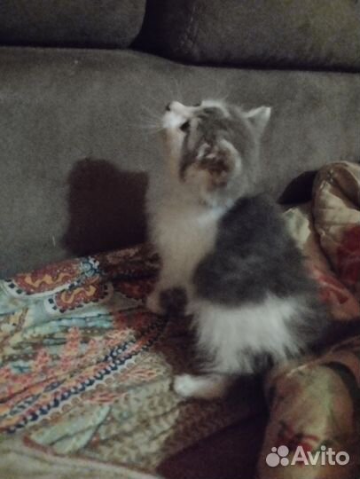 Кошка в дар
