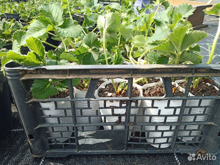 Саженцы клубники Купчиха в ящиках