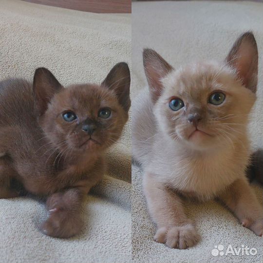 Бурманские котята