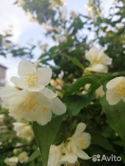 Декоративные кустарники и многолетники