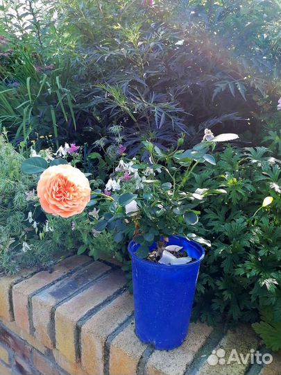 Саженцы розы Зангерхаузен Юбиляумсрозе