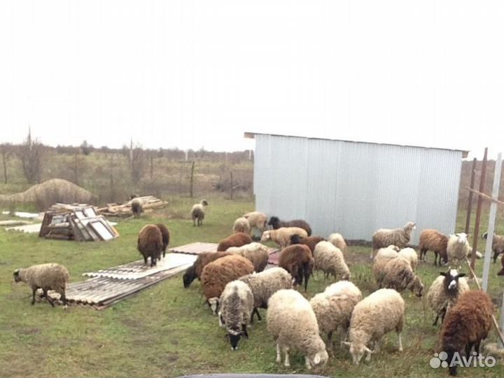 Овцы бараны ягнята
