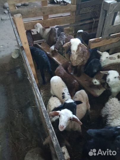 Овцы бараны ягнята