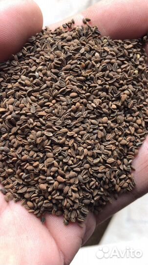 Семена фацелии