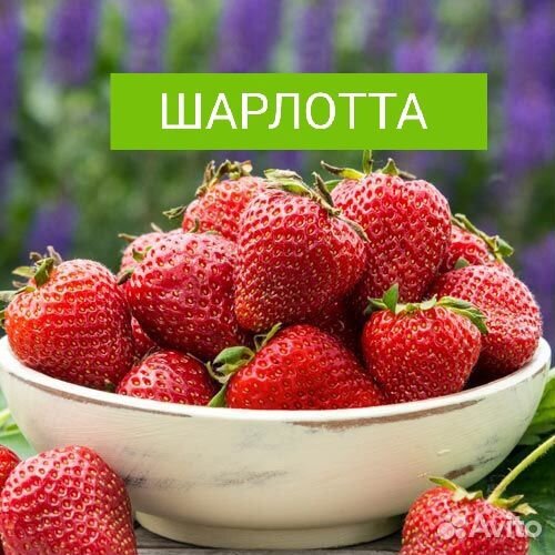 Шарлотта рассада клубники(земляники нсд)