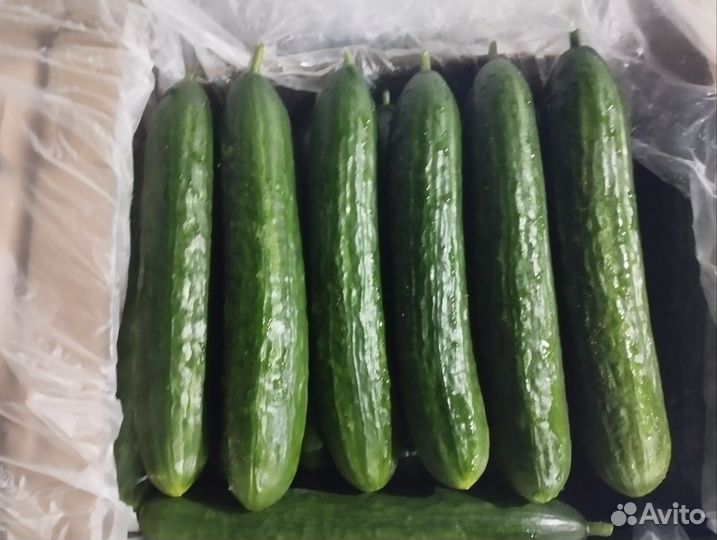 Огурец среднеплодный Мева
