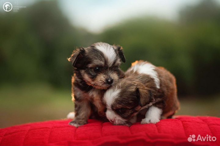 Щенки цветного йорка