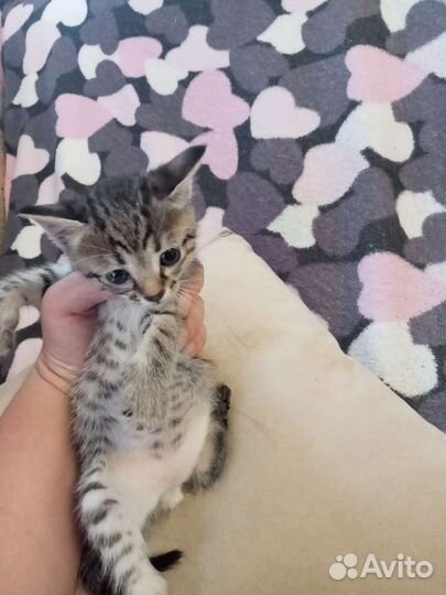 Котики в дар бесплатно