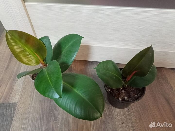 Фикус каучуконосный