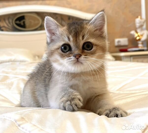 Золотая плюшевая девочка Скоттиш страйт