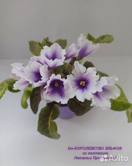 Фиалки стандарты детки и пасынки