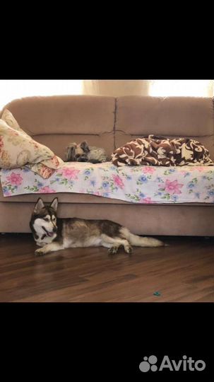 Чудная собака ищет дом